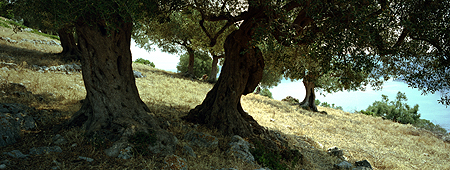 HASSELBLAD XPAN 4/45